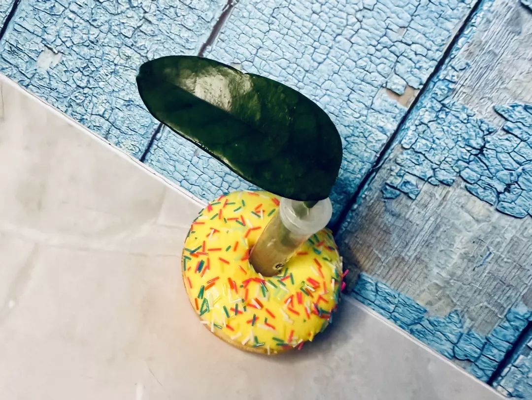 Hoya Villosa Cao Bang thumbnail