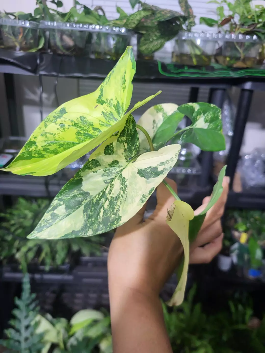 Syngonium aurea cutting thumbnail