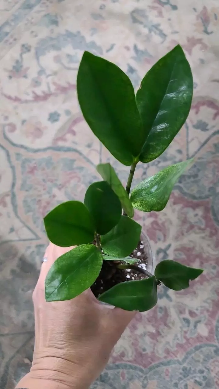 Chameleon ZZ Zamioculcas Zamiifolia 3.25" #1 thumbnail