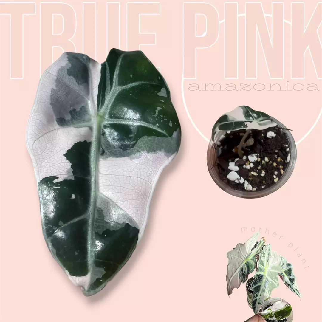 Pink amazonica - true pink amazonica - rare alocasia thumbnail