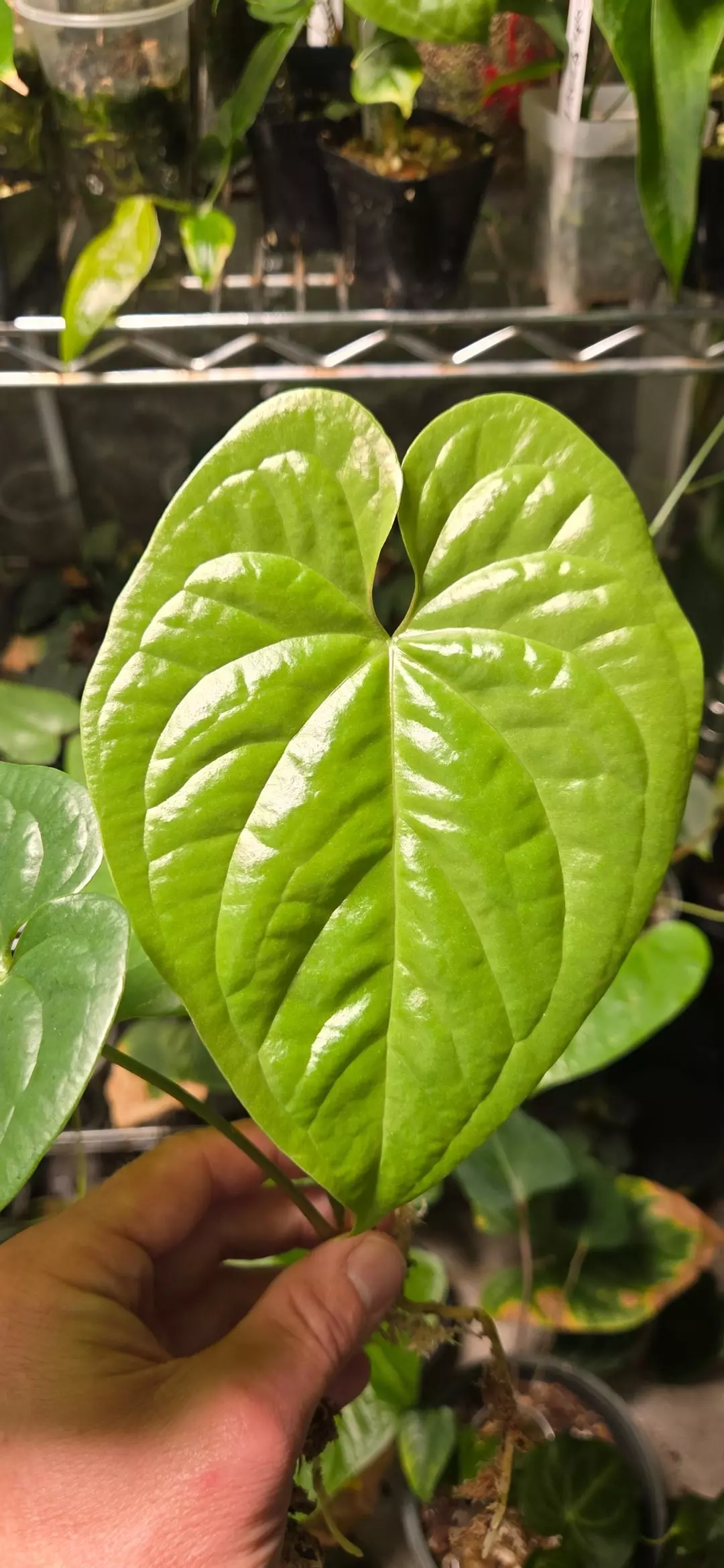 Anthurium yetlense BL6 clone thumbnail