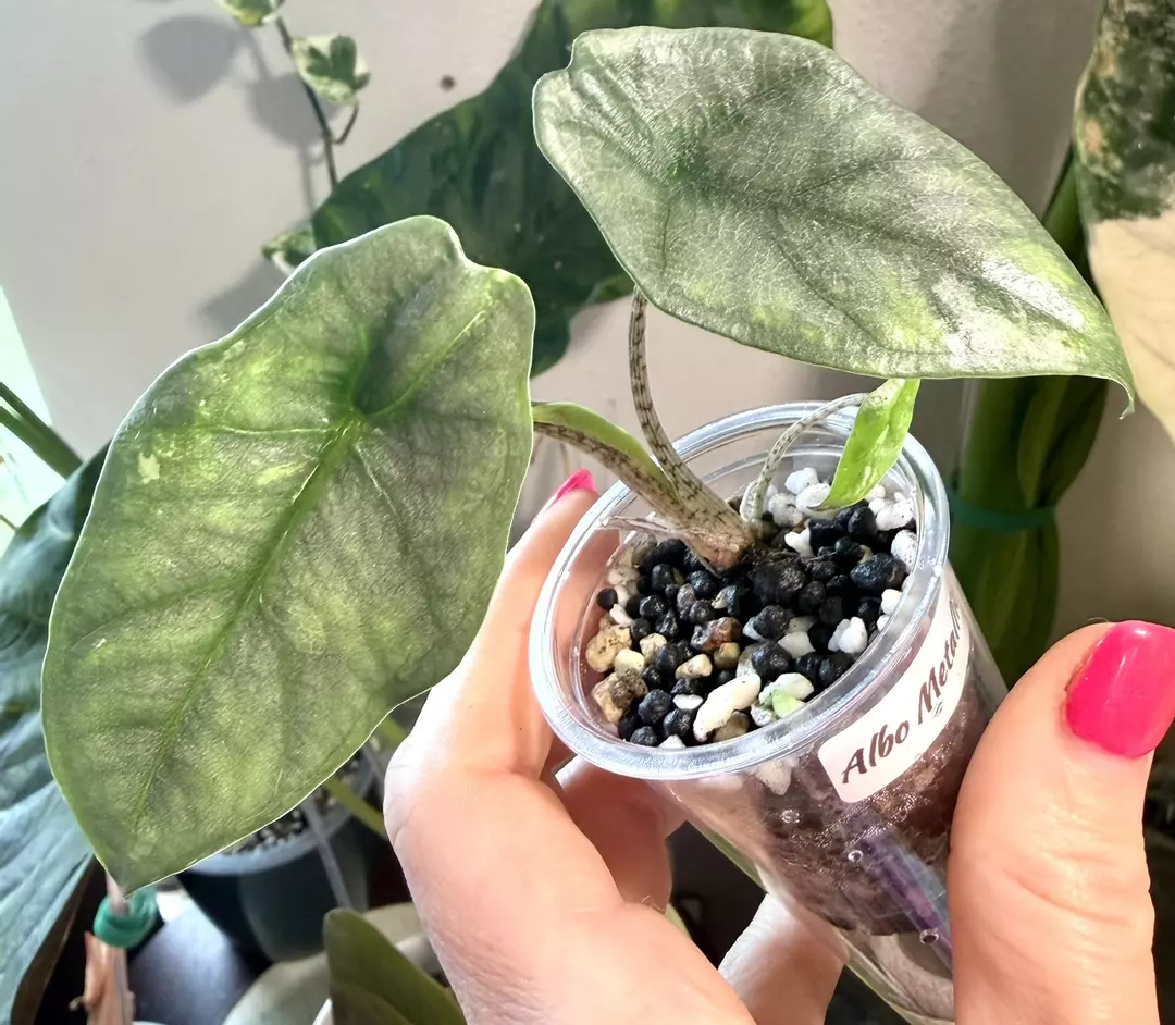 Albo Metallic Blue Alocasia thumbnail