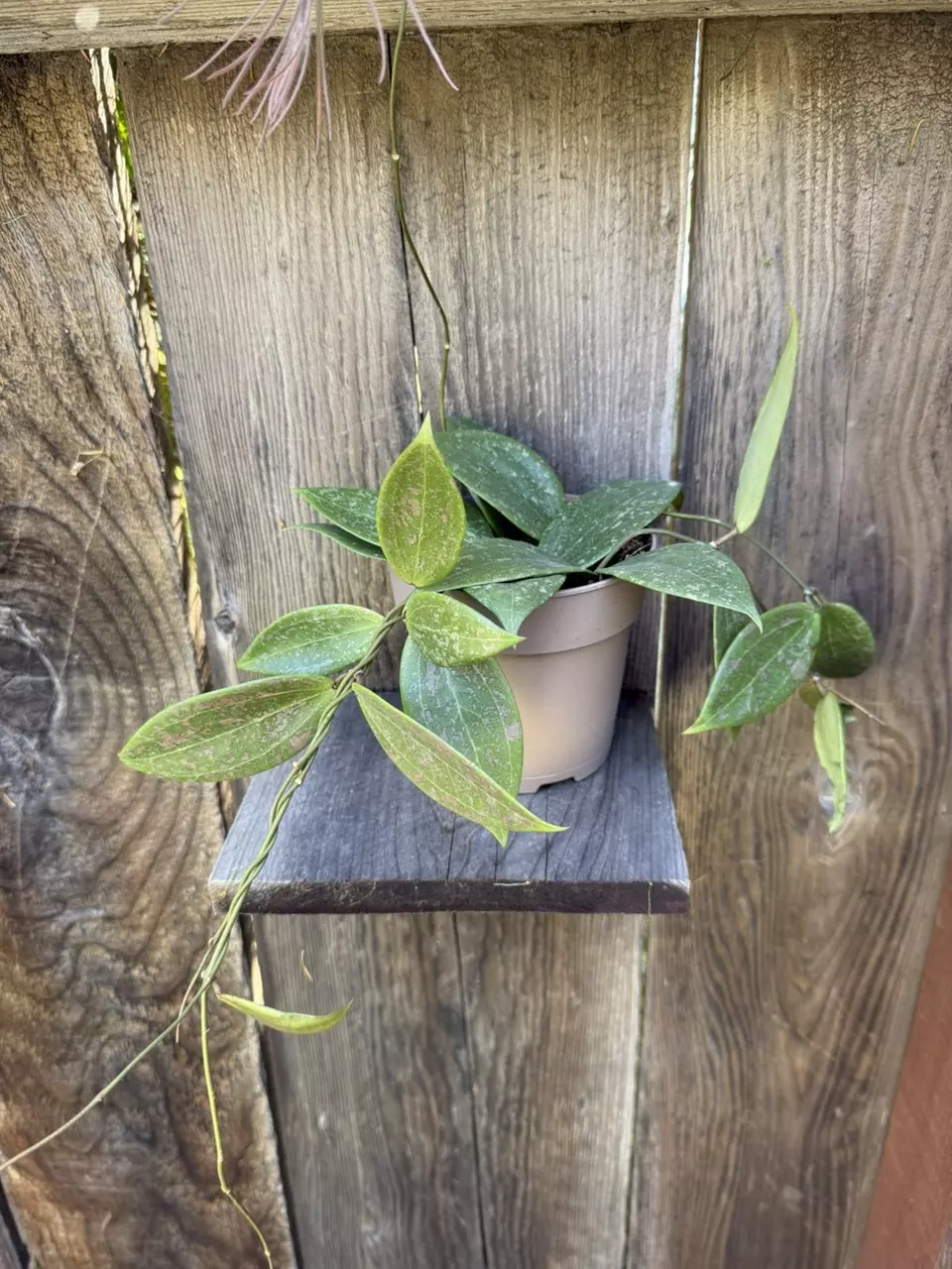 Hoya wilbergiae thumbnail