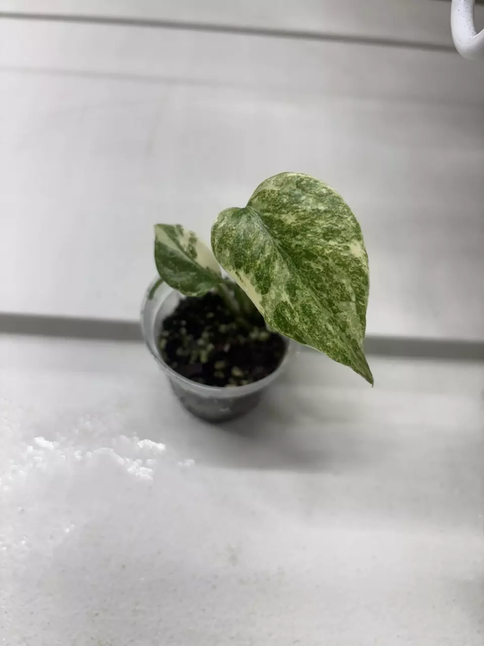 Monstera Legacy thumbnail