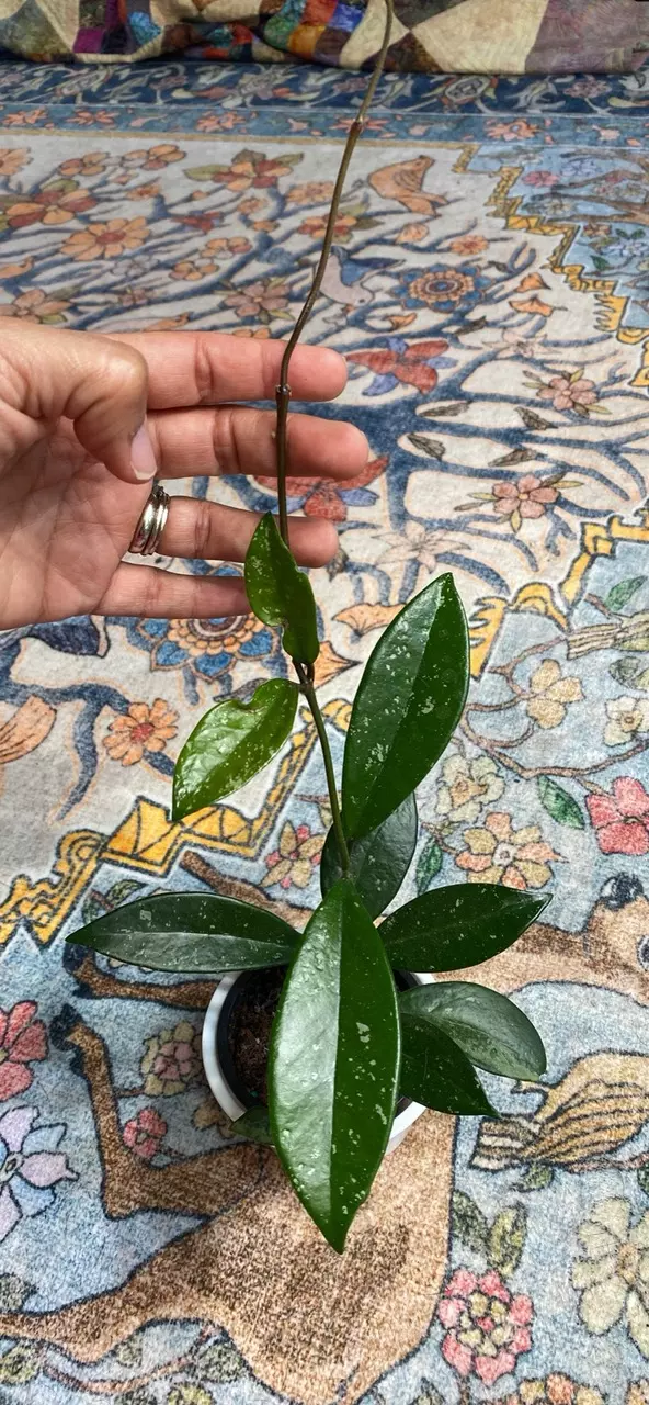 Hoya Silver Moon AH-074 thumbnail