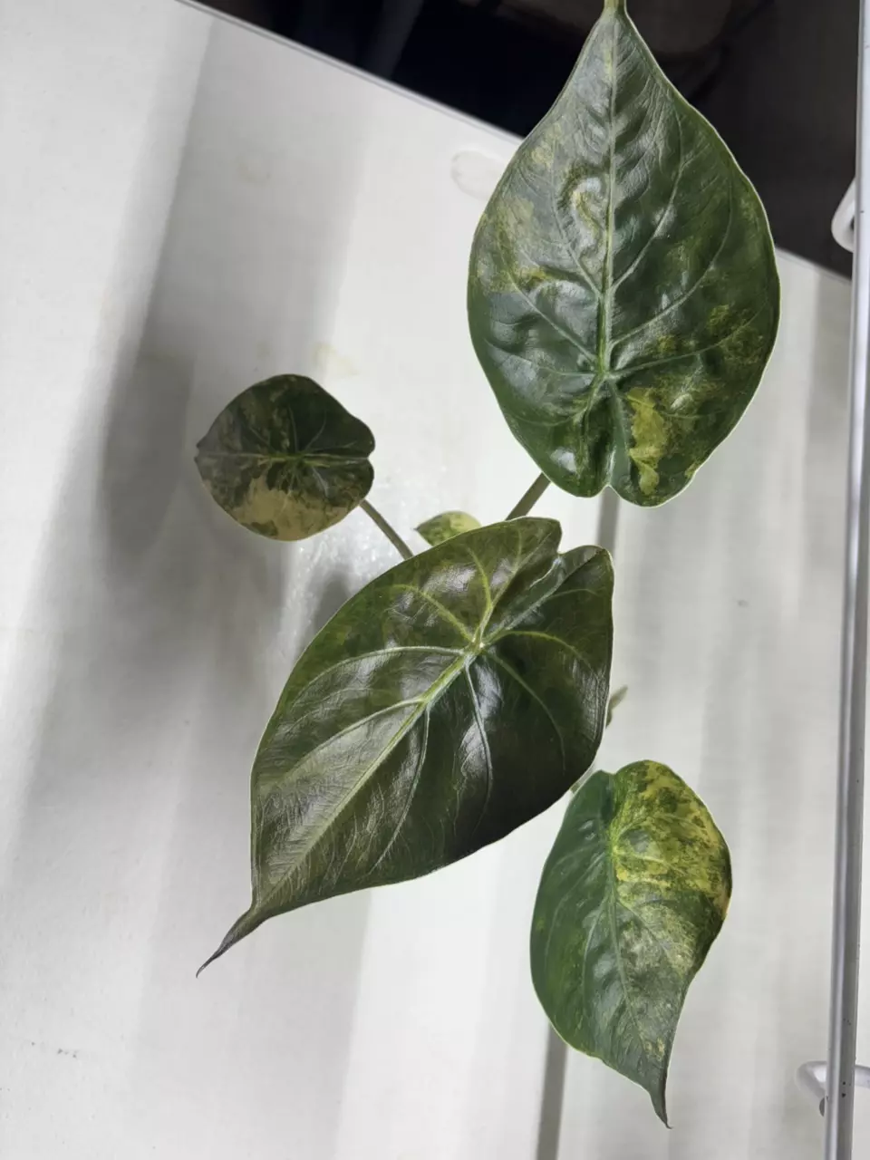 Wentii Aurea with baby thumbnail