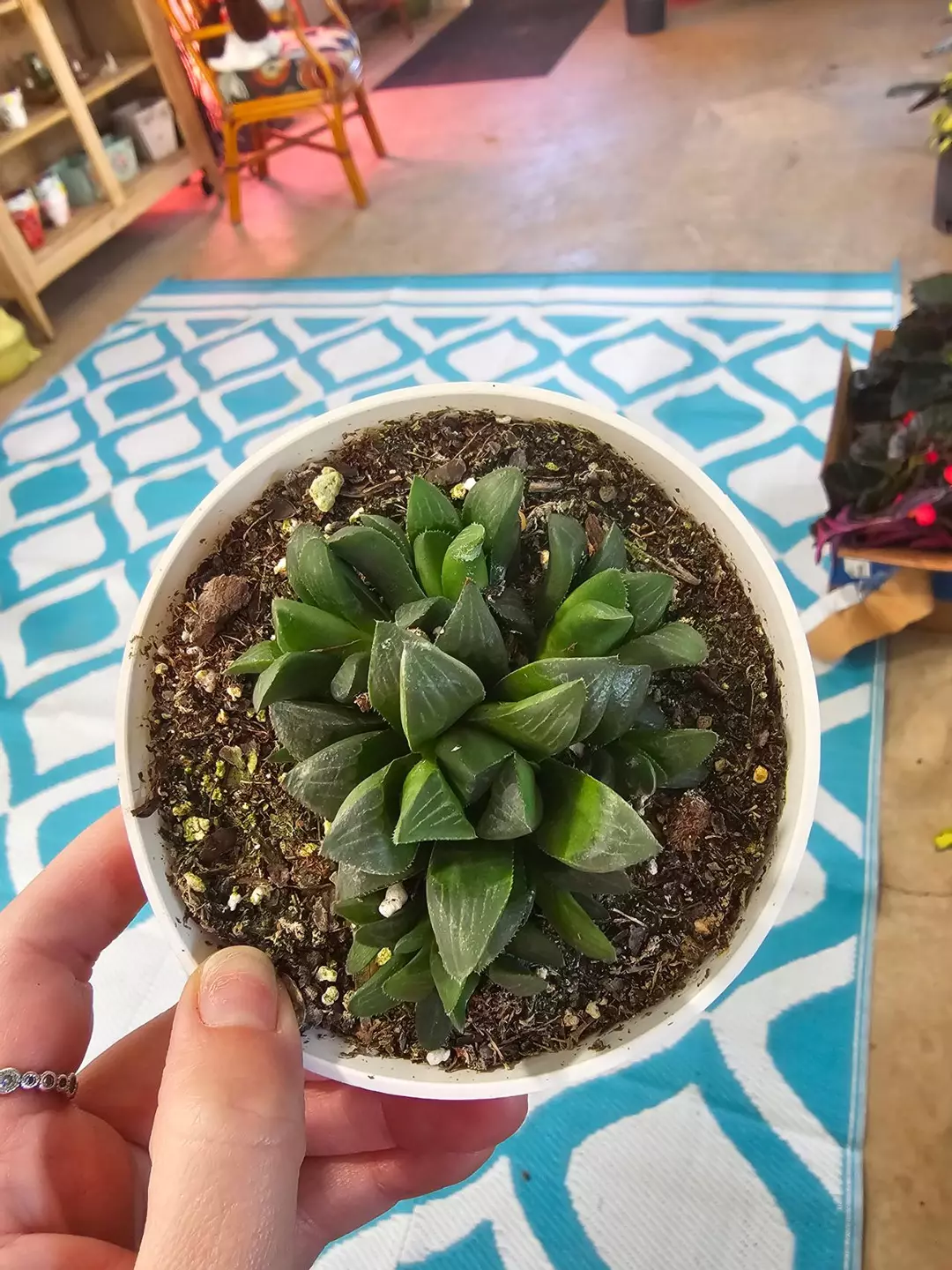 Hawthoria Retusa thumbnail