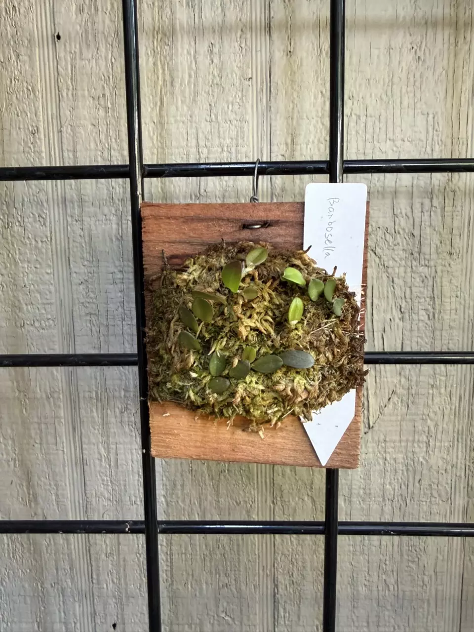 Mounted Barbosella dusenii orchid thumbnail