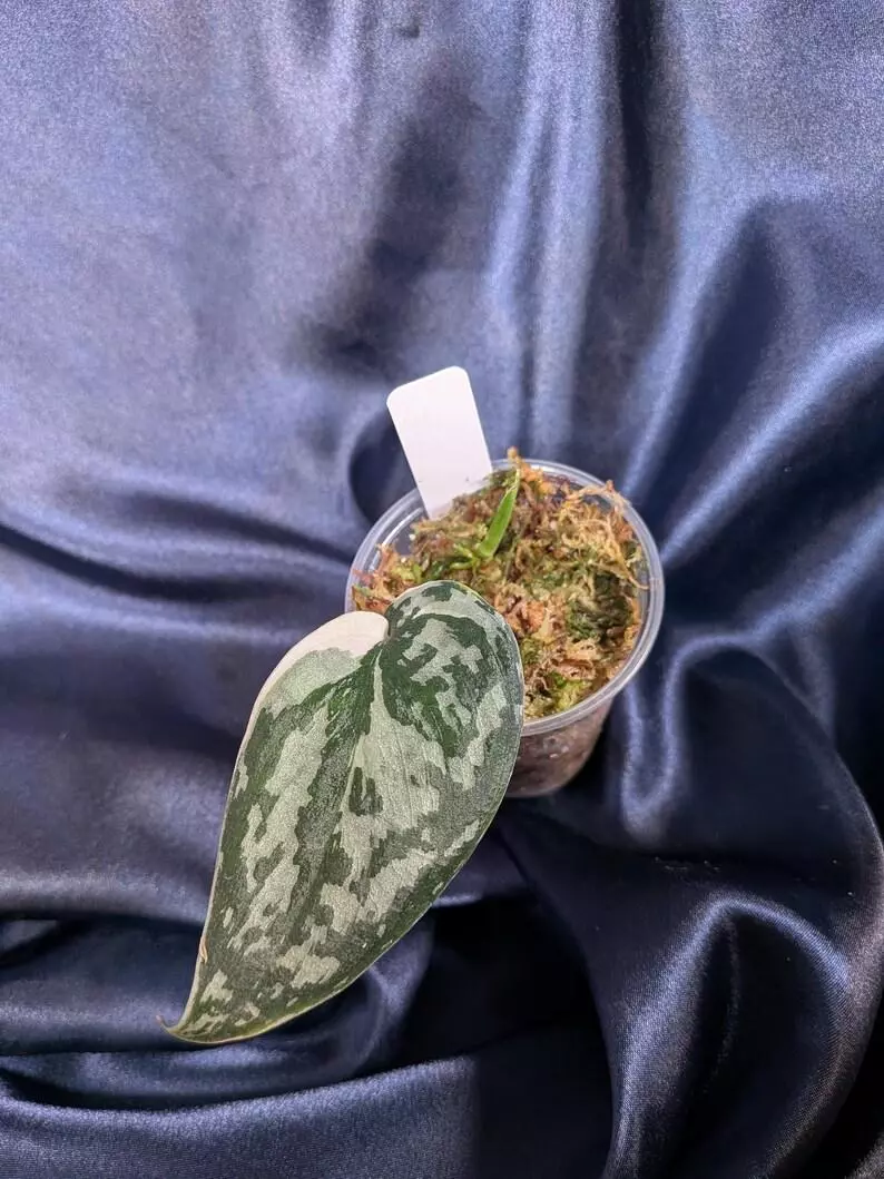 Scindapsus Mayari thumbnail