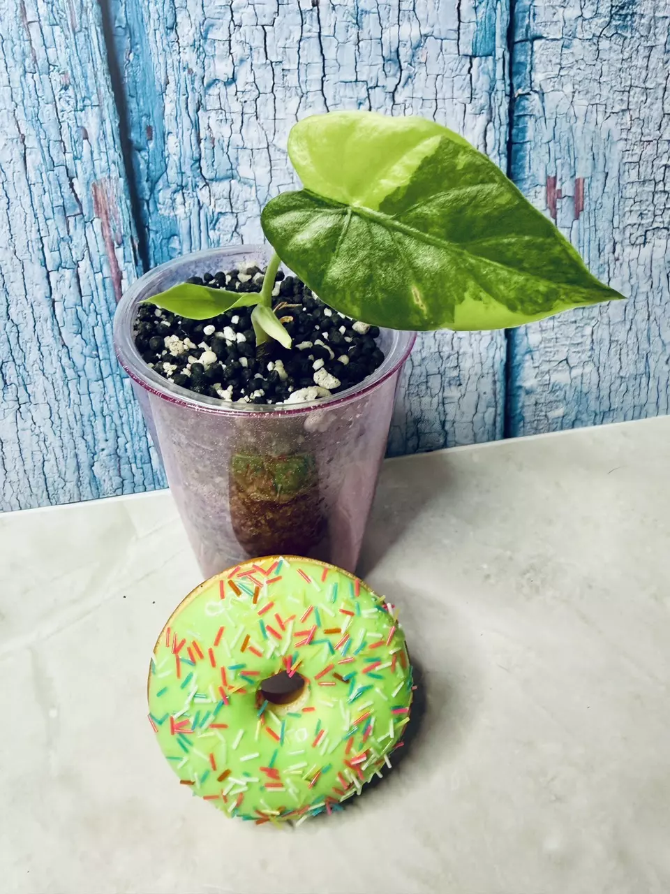 Alocasia Gageana Aurea thumbnail