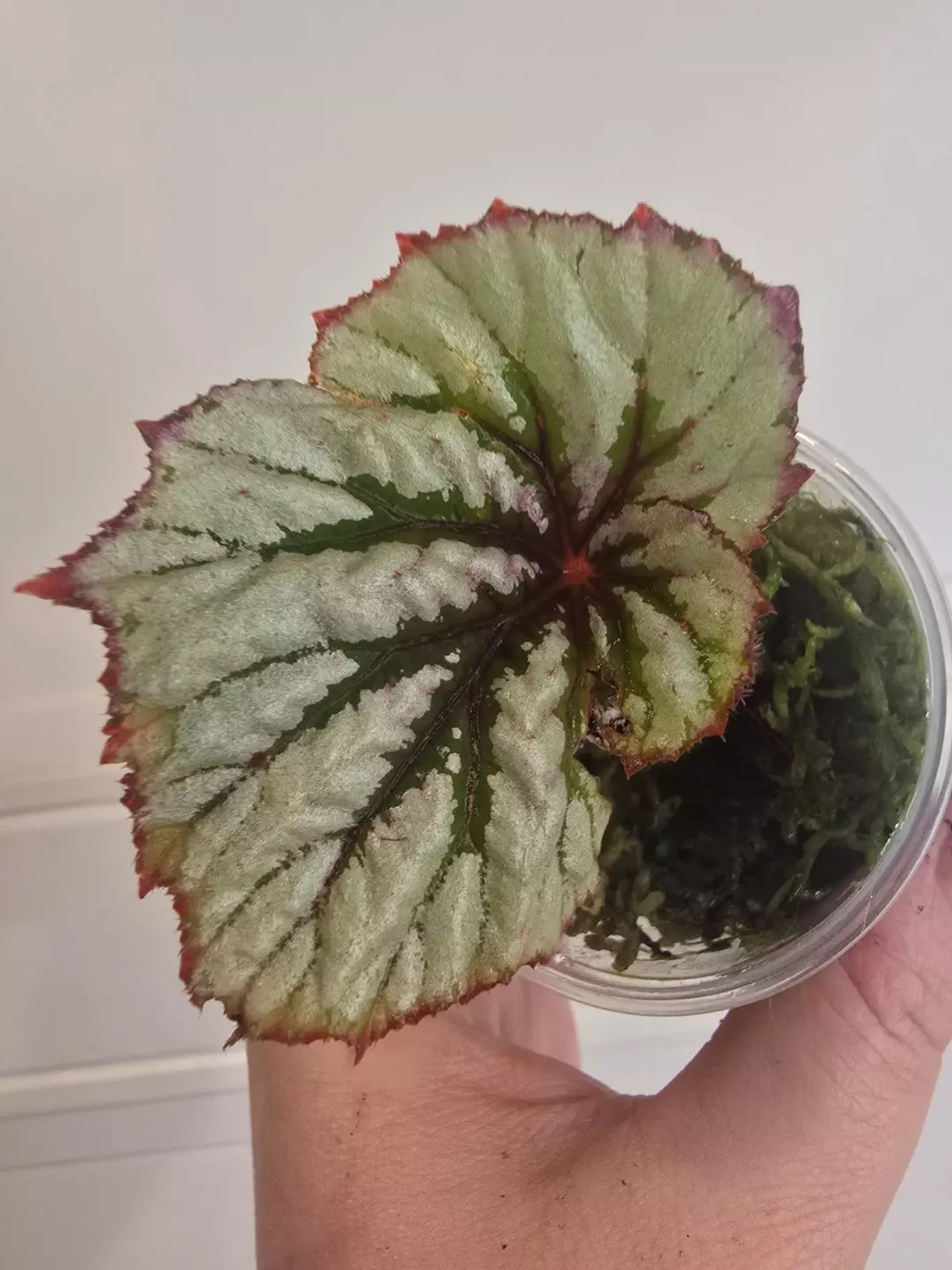 Begonia Firewoman in live moss thumbnail