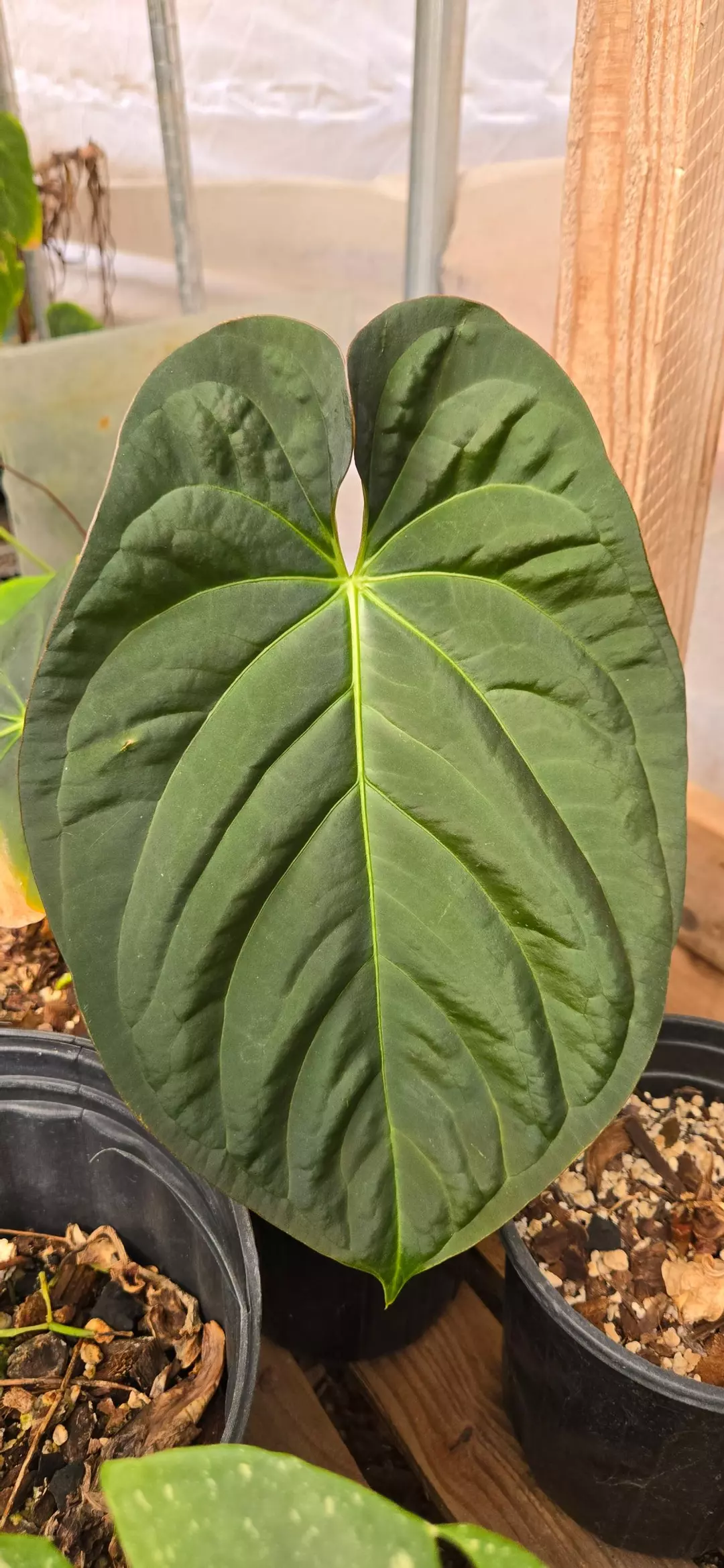 Anthurium  (papillilaminum x mag verde) x BVEP "Felix" thumbnail