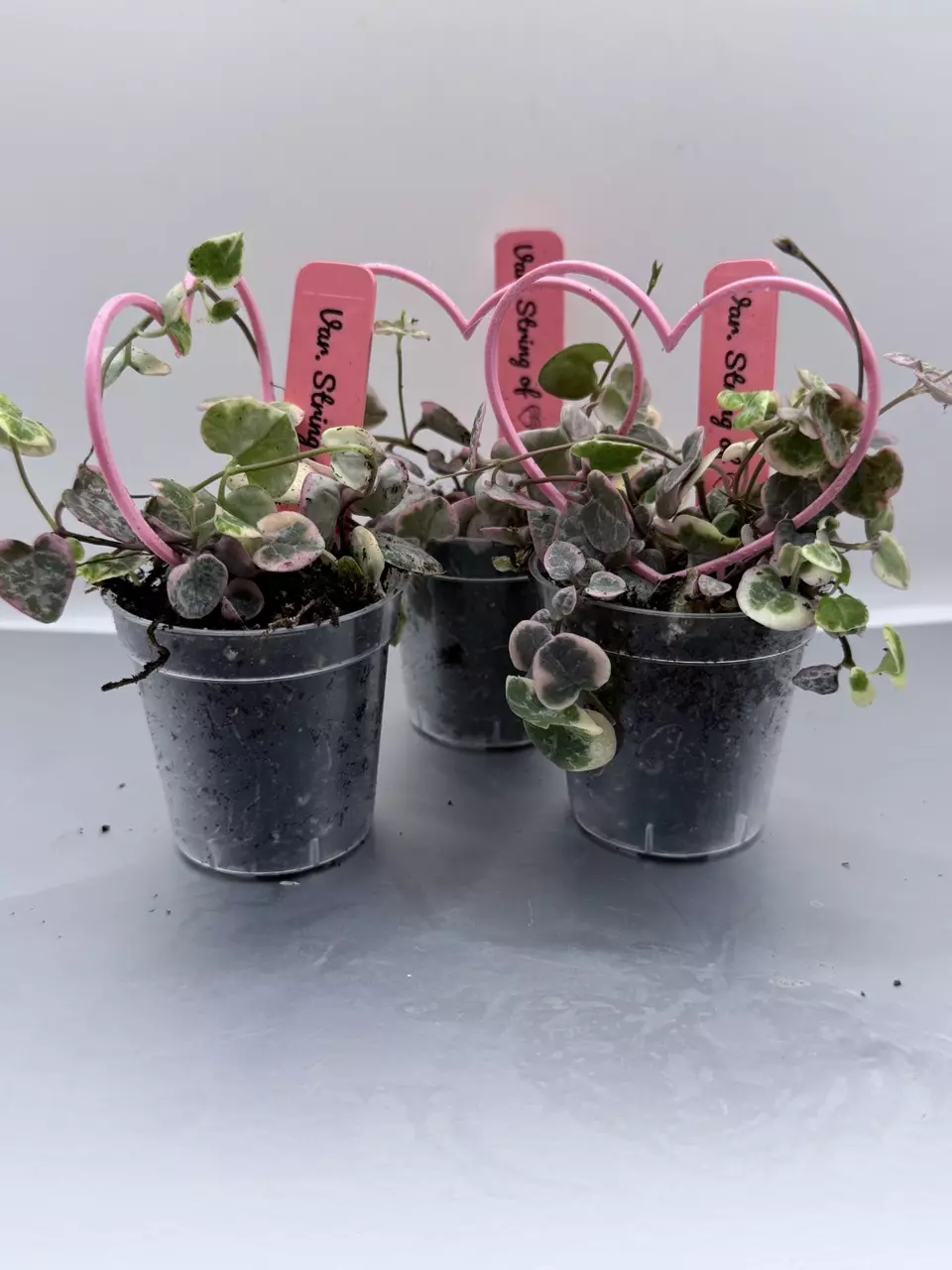2 in. pink string of heart thumbnail