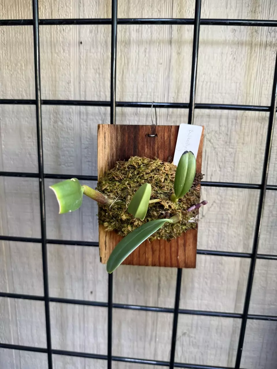 Mounted Bulbophyllum ambrosia orchid thumbnail