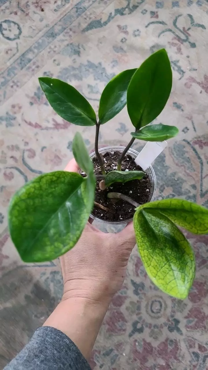 Chameleon ZZ Zamioculcas Zamiifolia 3.25" #2 thumbnail