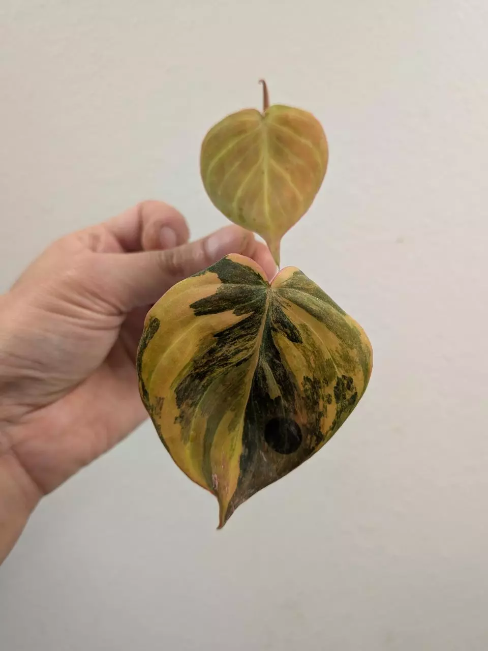 Philodendron micans variegated #163 thumbnail