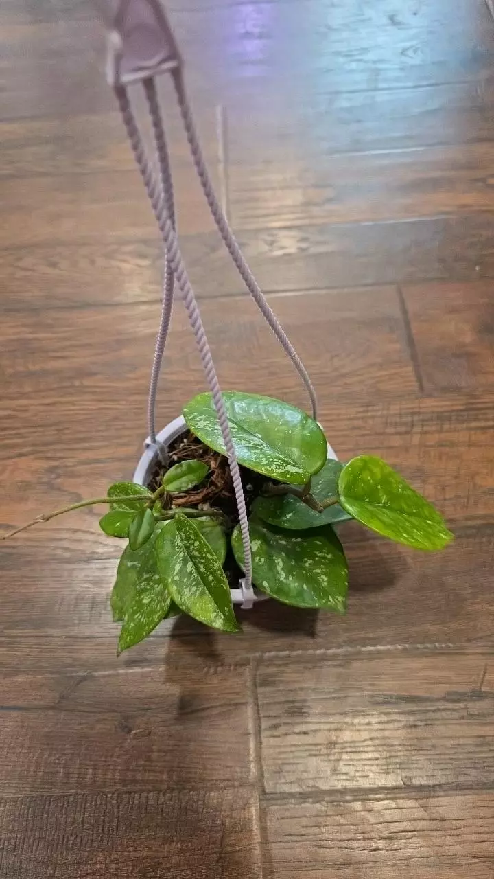 Hoya Carnosa Splash variegated hanging basket 630 thumbnail