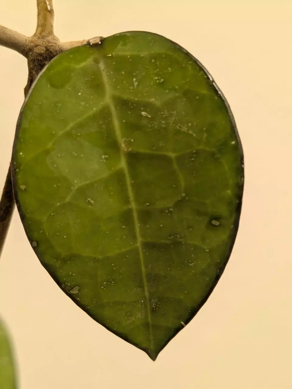 Hoya MA039 nanjak ladang #118 thumbnail