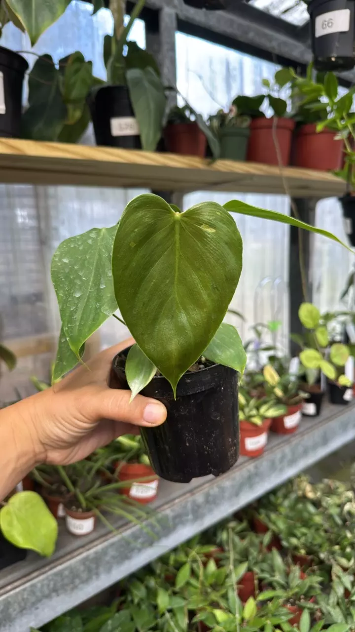 473 Philodendron Lynamii thumbnail
