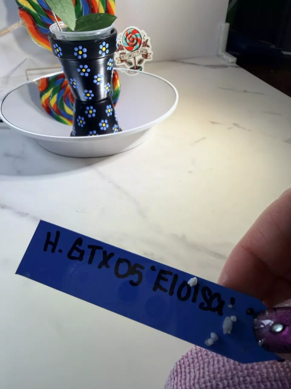 Hoya GTX 05 ‘Eloisa’ thumbnail