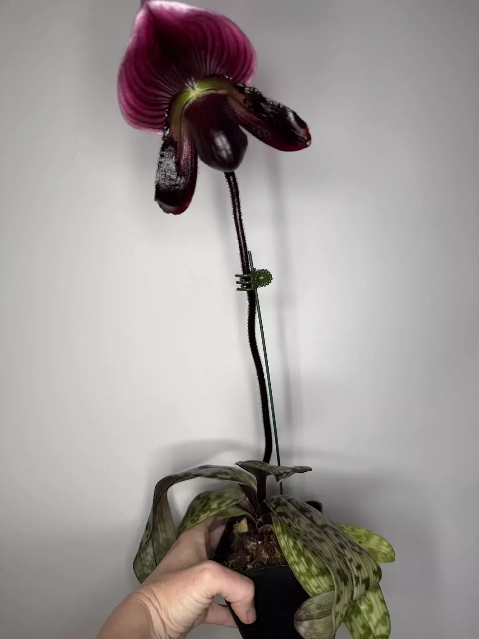 Phapiopedilum Memoria Serafin Perez ‘2020’ x Shang-Shiu Heart ‘Gala’ thumbnail