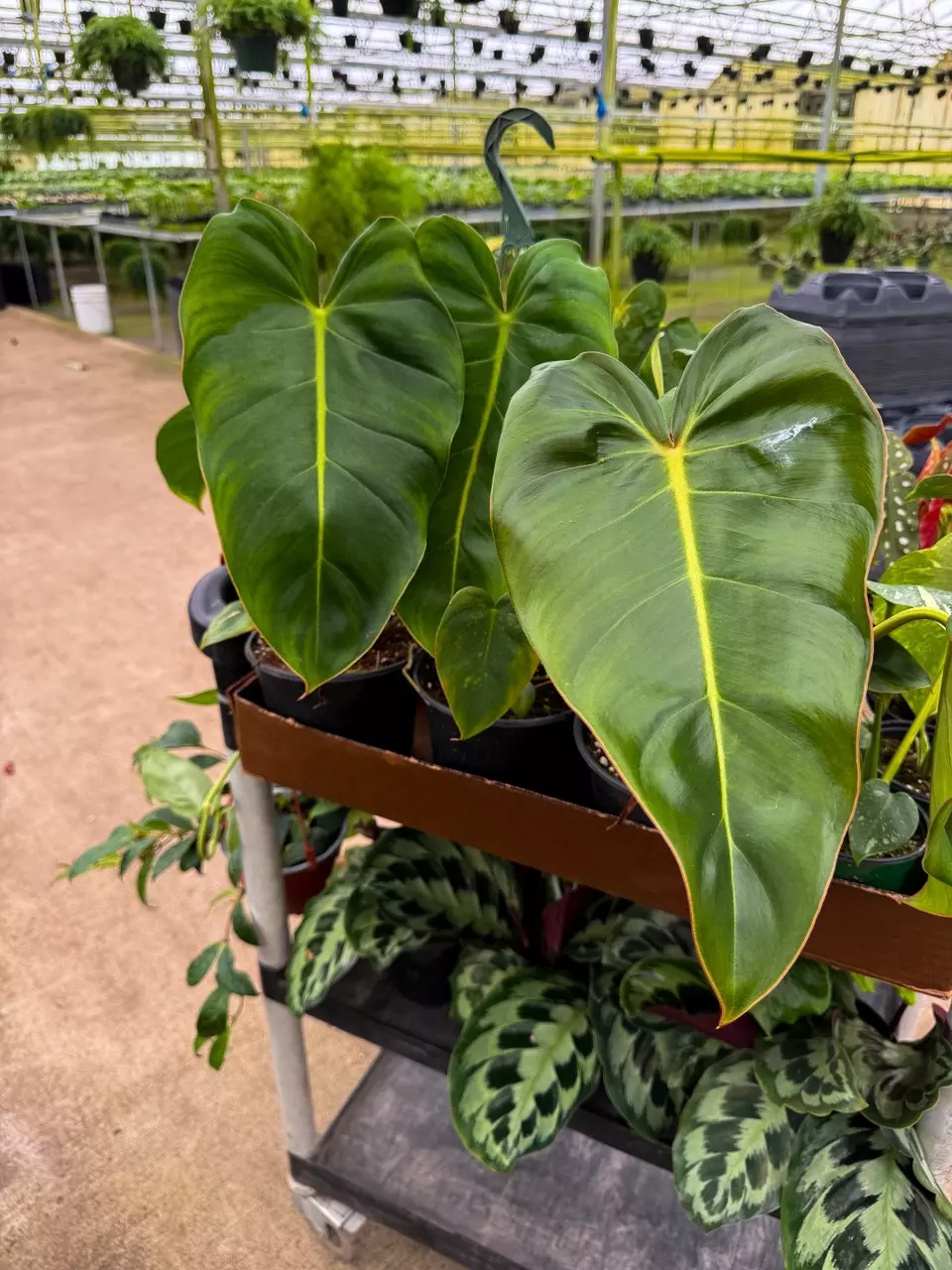 Philodendron Billium 6” thumbnail