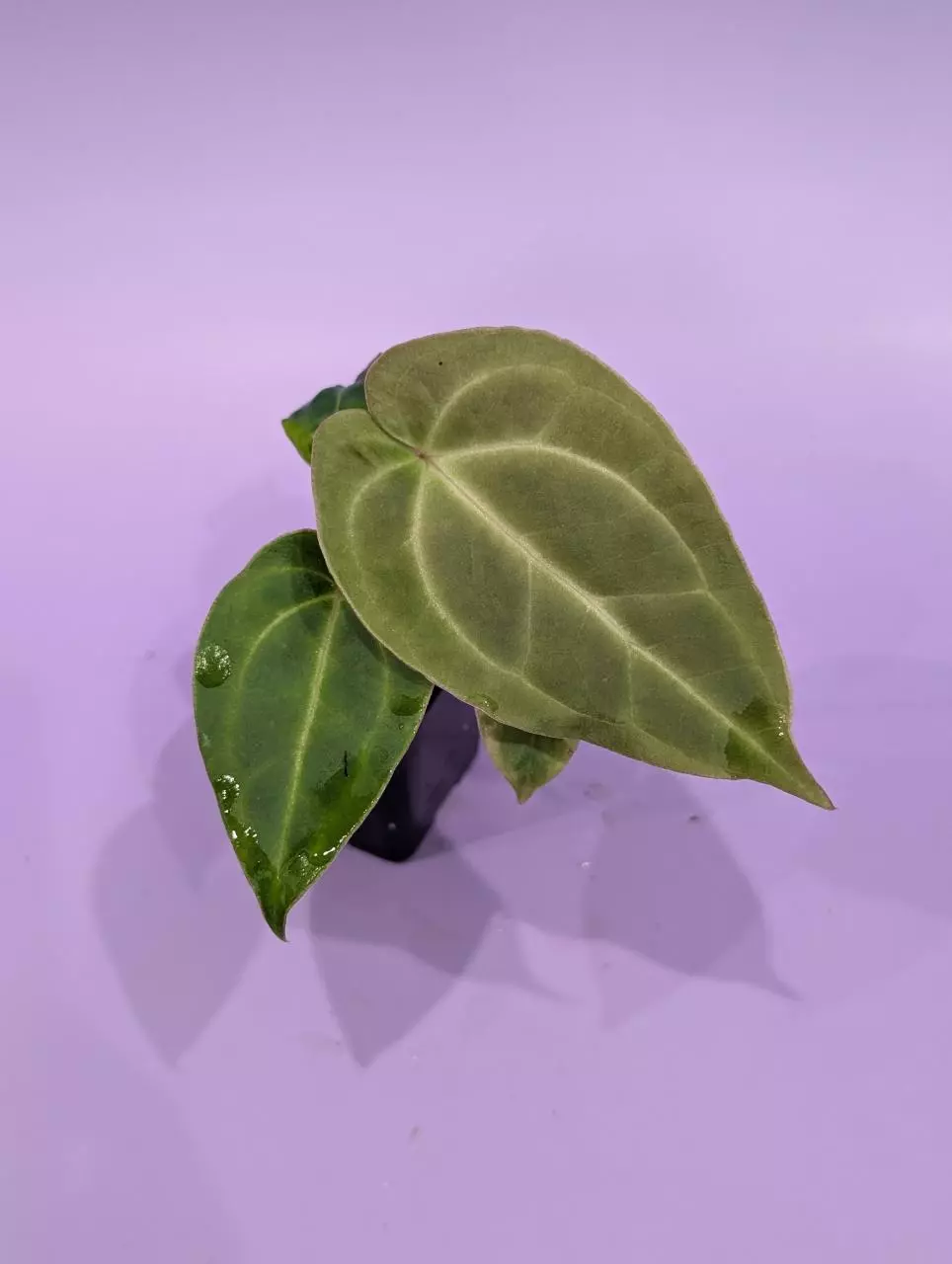 Magnificum silver x besseae aff. Prolixus (WhisperRockTropicals) thumbnail