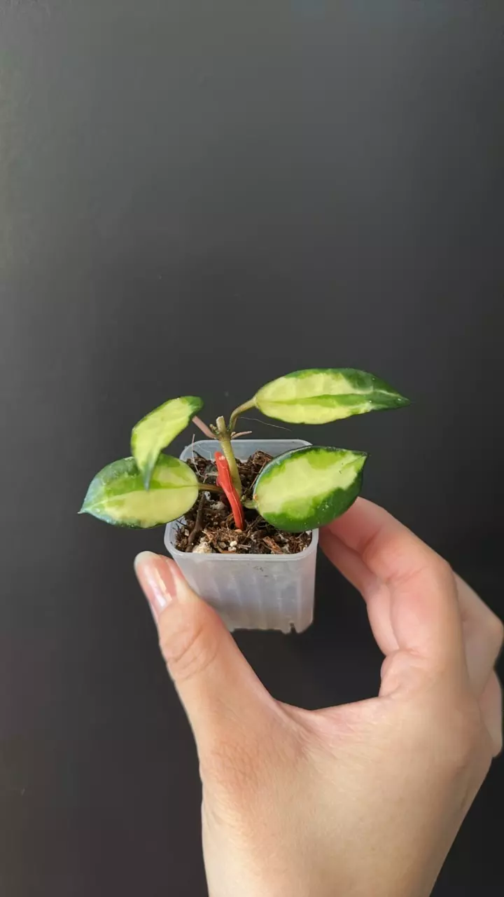 Hoya lacunosa illumni 69 thumbnail