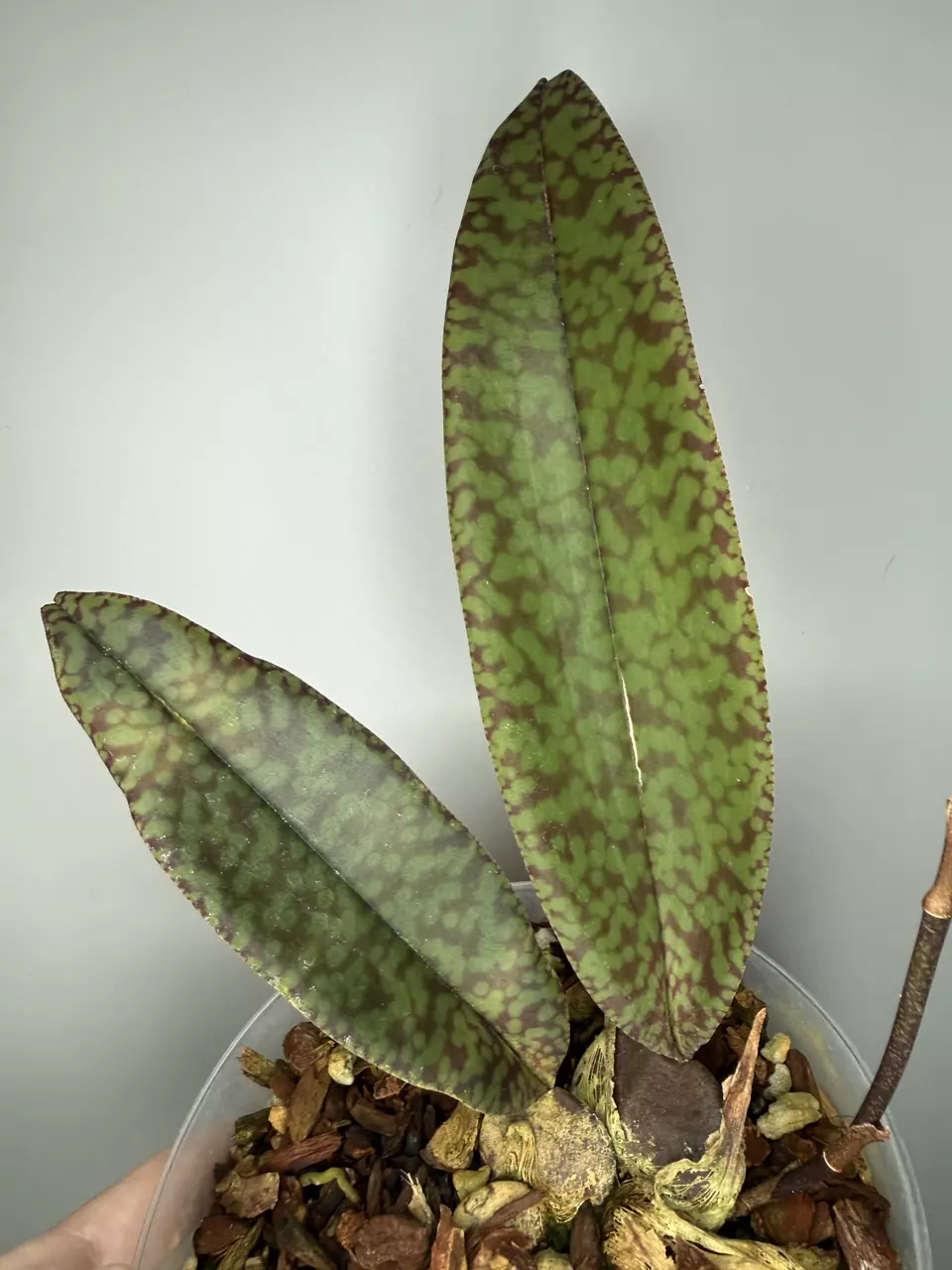 Orchid - Psychopsis Mendenhall ‘Hildos’ FCC/AOS thumbnail