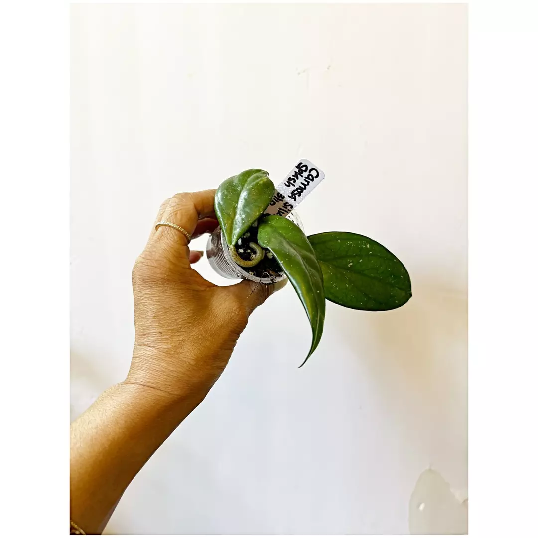 🎋Hoya Carnosa Splash thumbnail