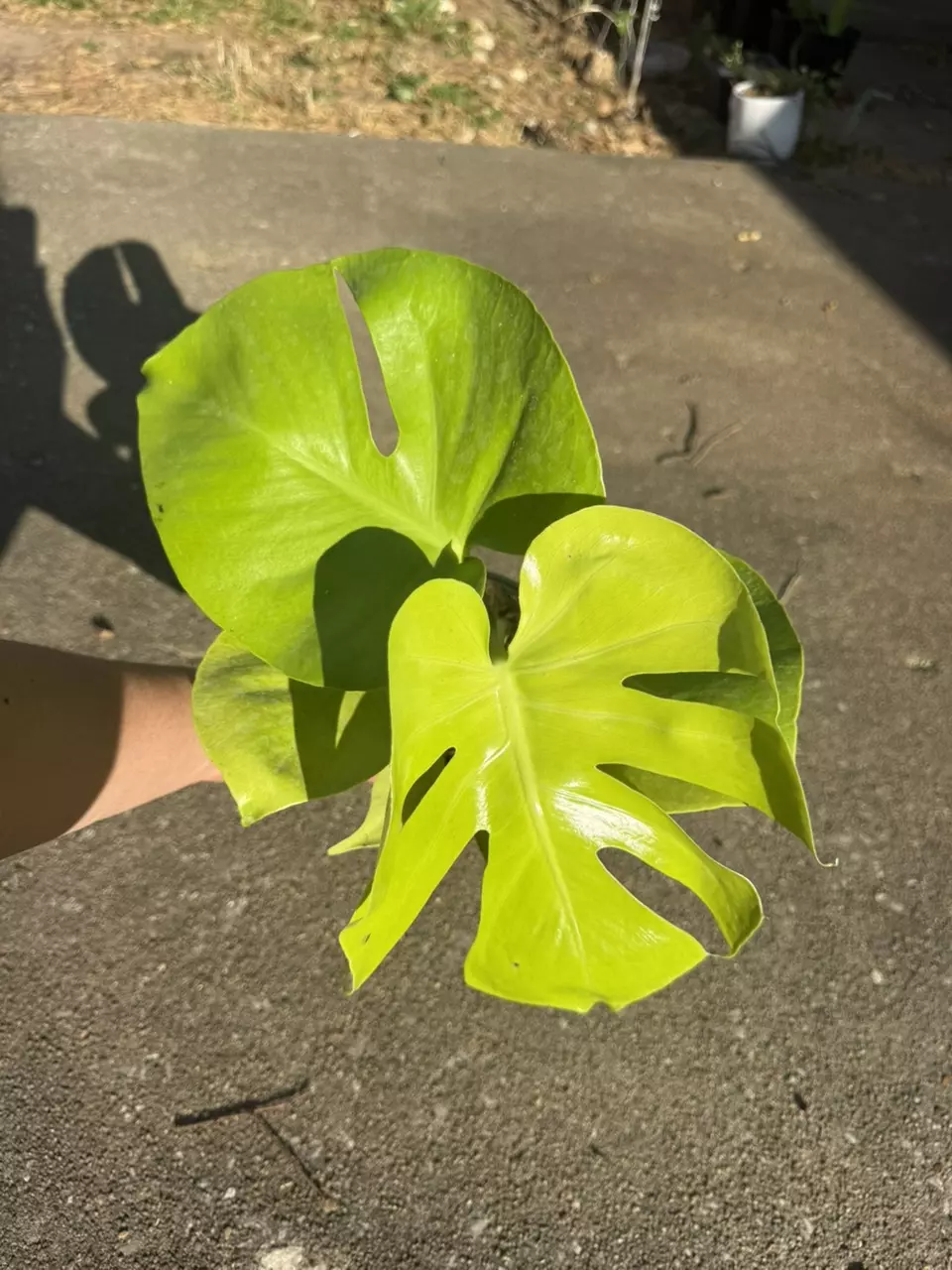 Golden Compacta / Lemon Monstera thumbnail