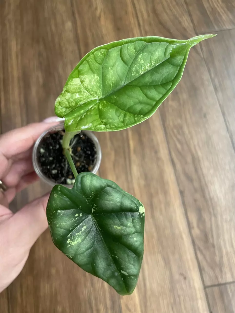 Alocasia Dragon Scale Variegated thumbnail