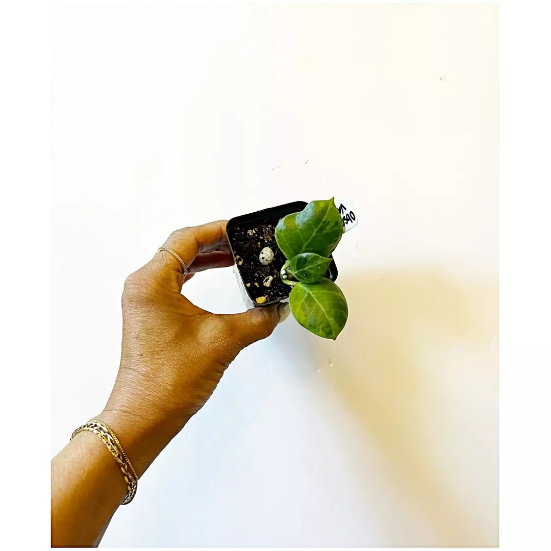 🎋Hoya Obscura Variegated thumbnail