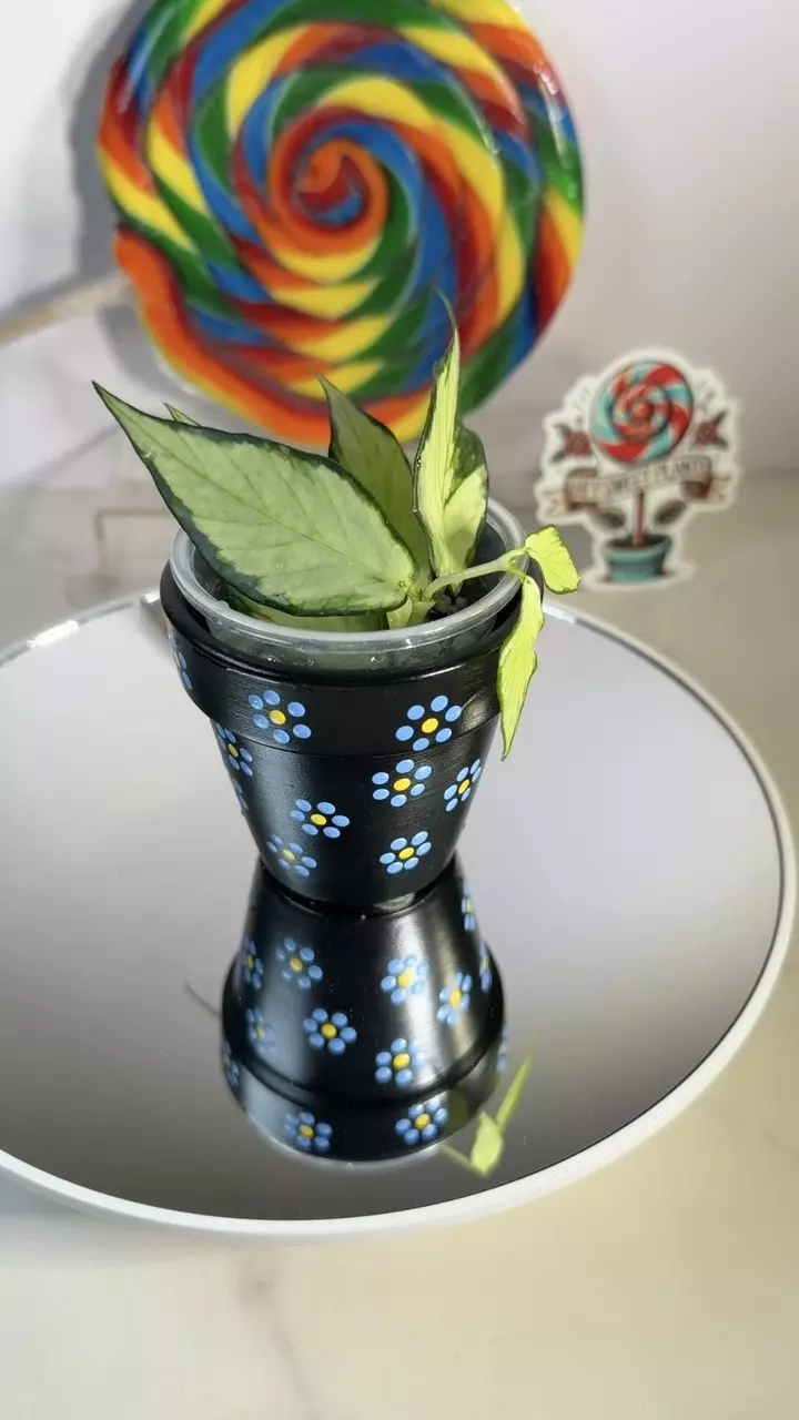 Hoya Polyneura inner variegated thumbnail