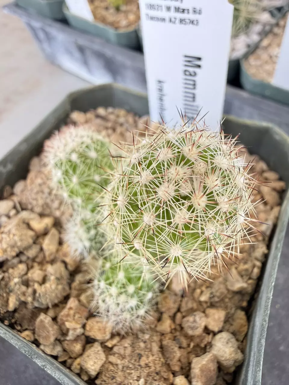 1198 Mammillaria kraehenbuehlii thumbnail