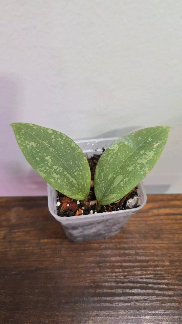 Hoya Wibergiae Pink Splash 617 thumbnail