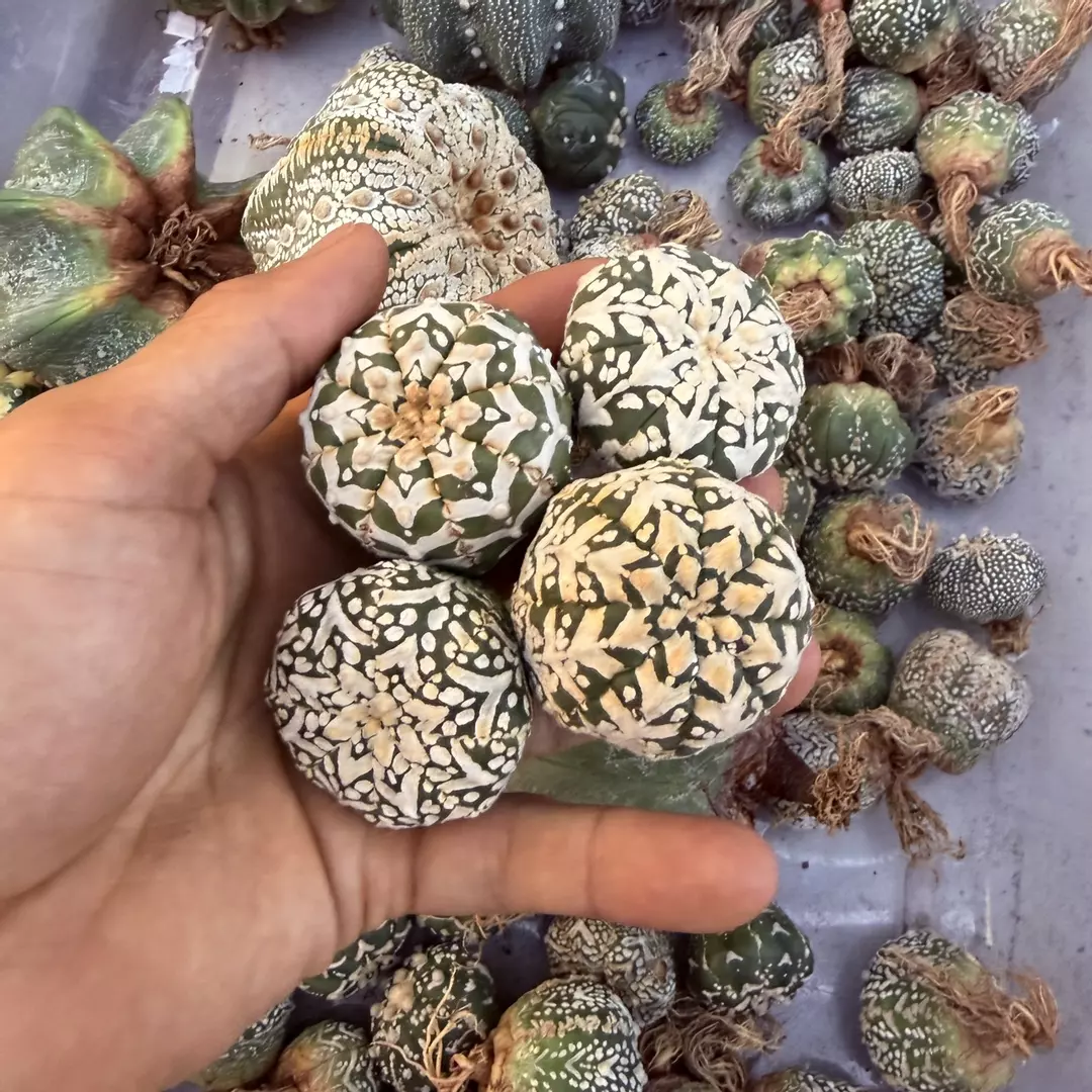 Astrophytum V-Type thumbnail