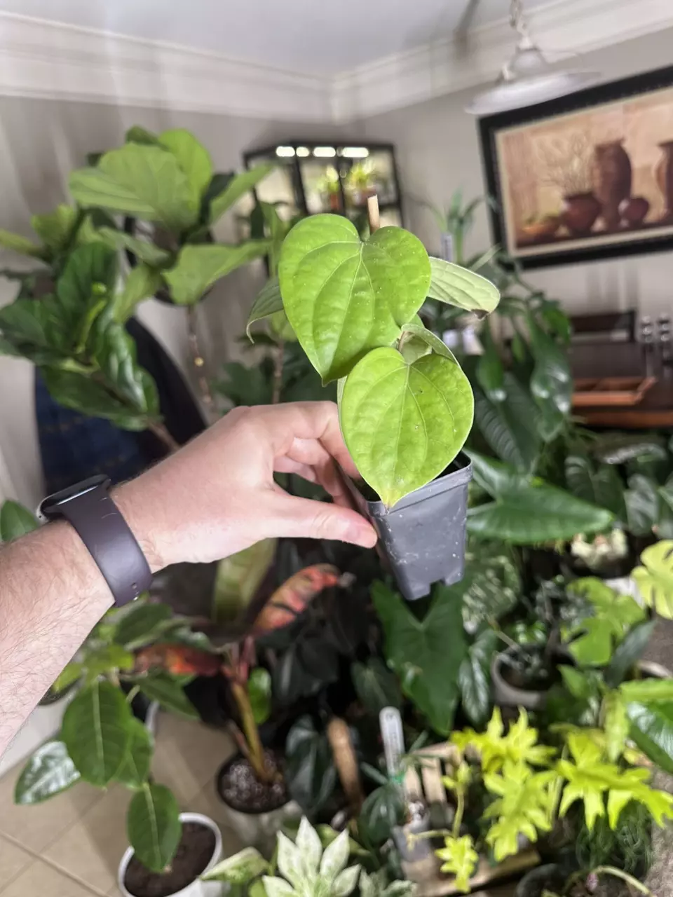 Piper nigrum ‘Black Pepper’ thumbnail