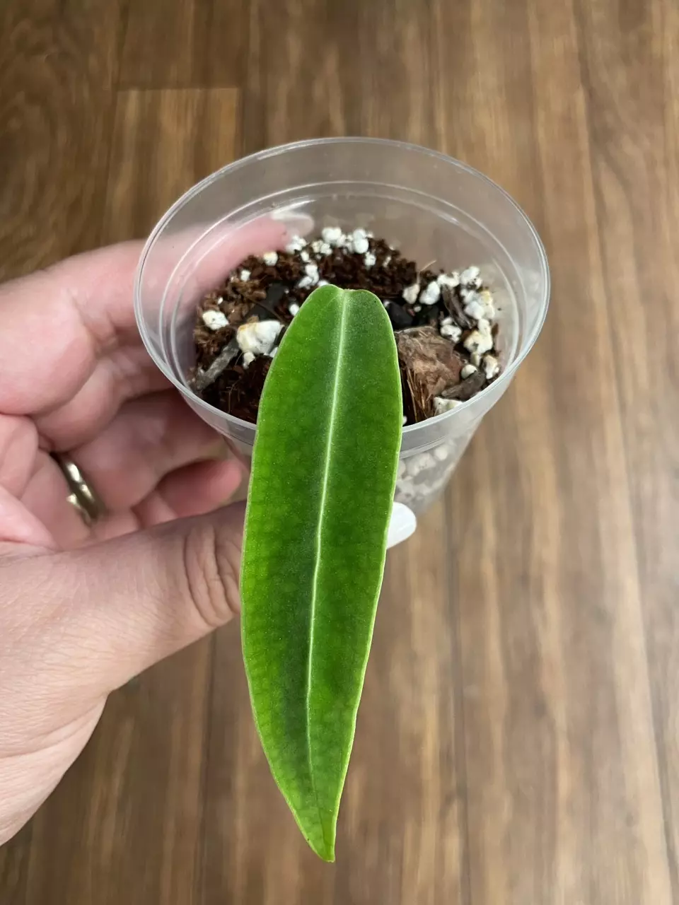 Anthurium Warocqueanum thumbnail