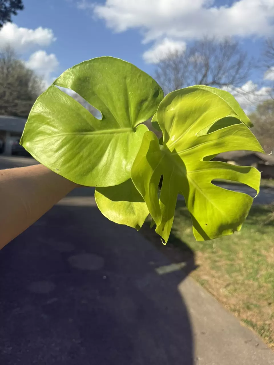 Golden Compacta / Lemon Monstera thumbnail