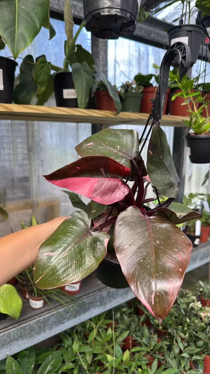 288 XL Philodendron Pink Princess thumbnail