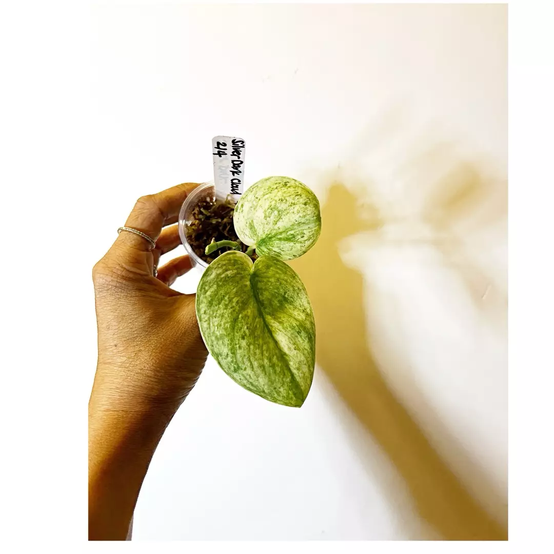 🎋Scindapsus Silver Dark Cloud 🌟 thumbnail