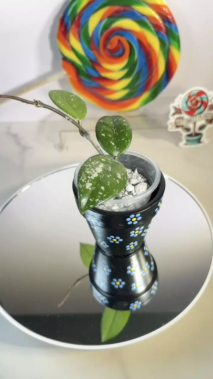 Hoya Wilbur Graves Russia thumbnail