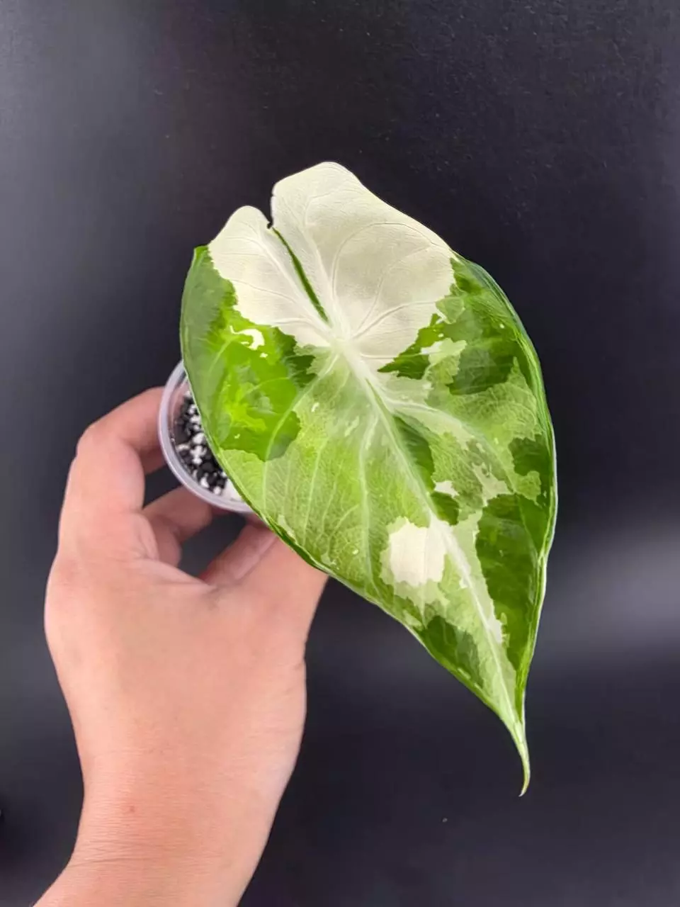 1316 - Variegated alocasia pink/albo pink dragon. Chonk grown. thumbnail