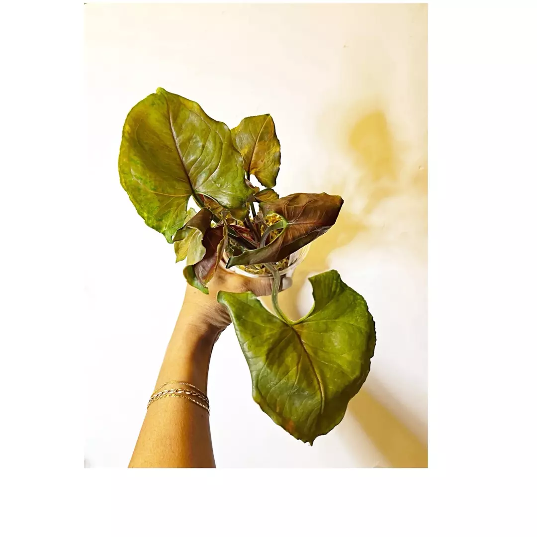 🎋Syngonium Strawberry Ice thumbnail