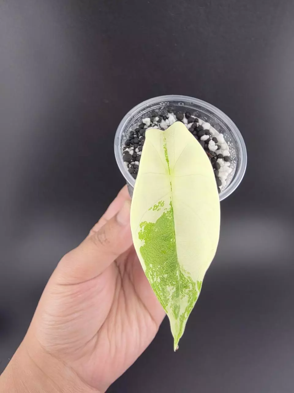 1328 - Variegated alocasia albo melo.chonk grown thumbnail