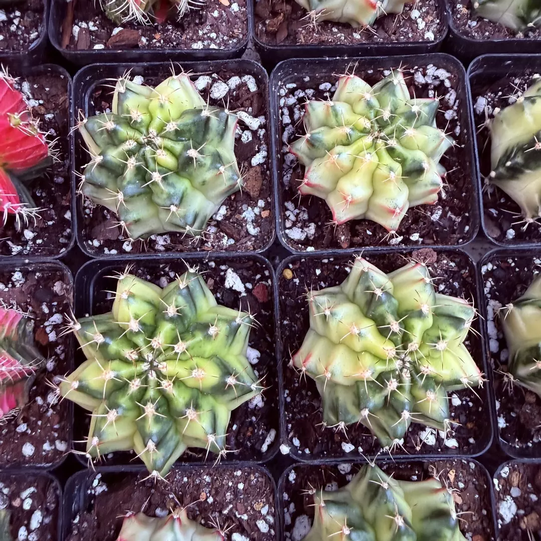 Gymnocalycium Melody thumbnail
