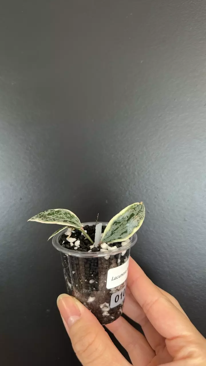 Hoya lacunosa lumina 102 thumbnail