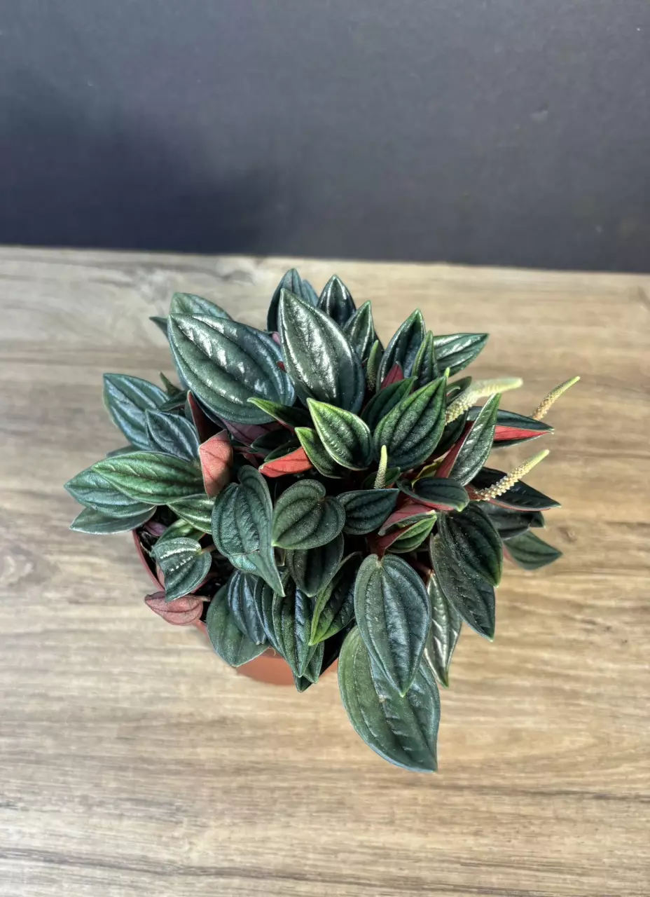 Peperomia Rosso 4” 2990 thumbnail