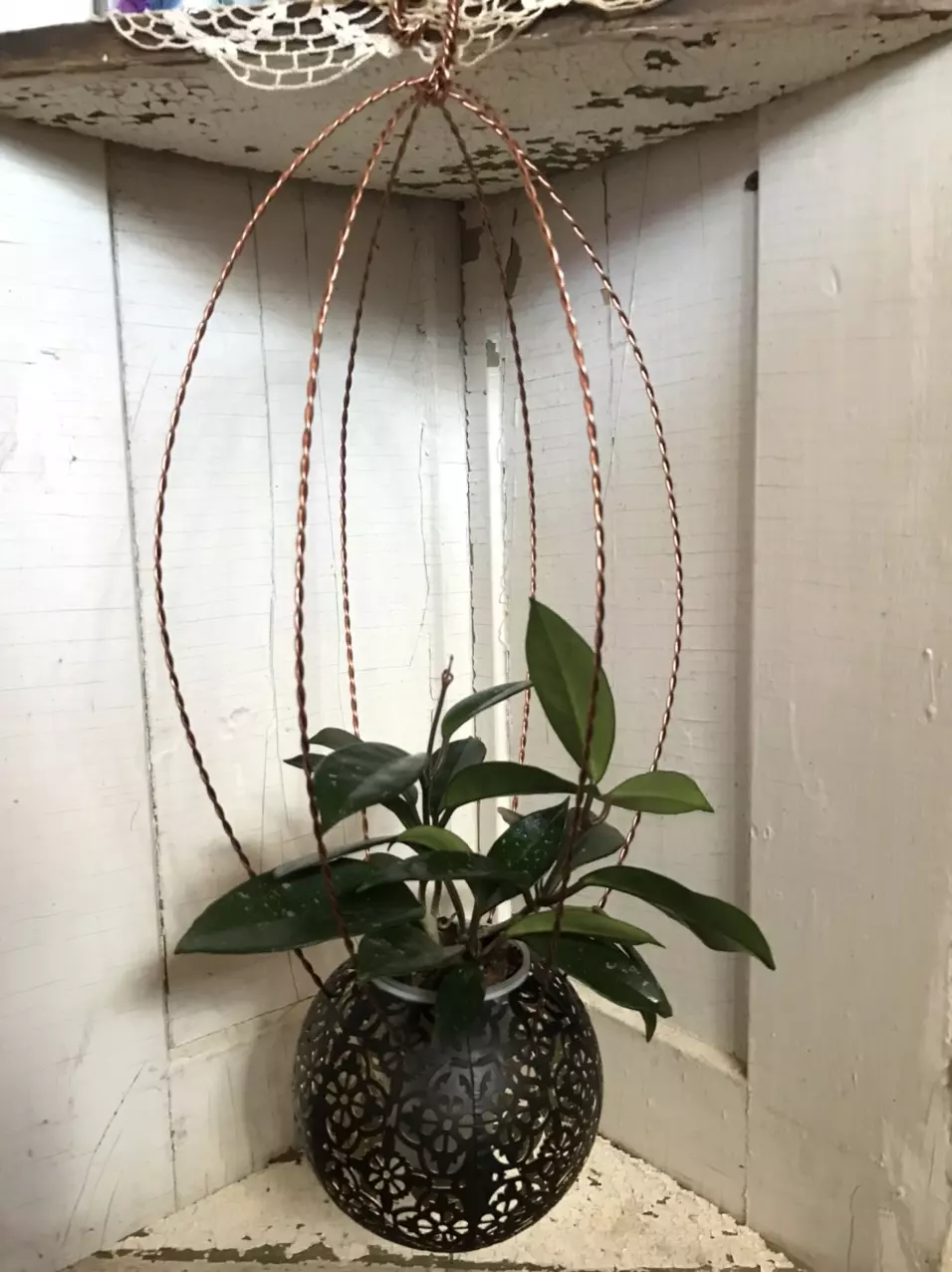 Custom Hanging Planter w/ Heirloom Hoya Carnosa thumbnail